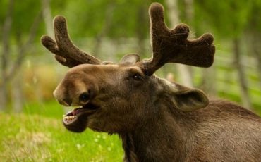 Dream about a Moose - 48 Scenarios & Thier Interpretations