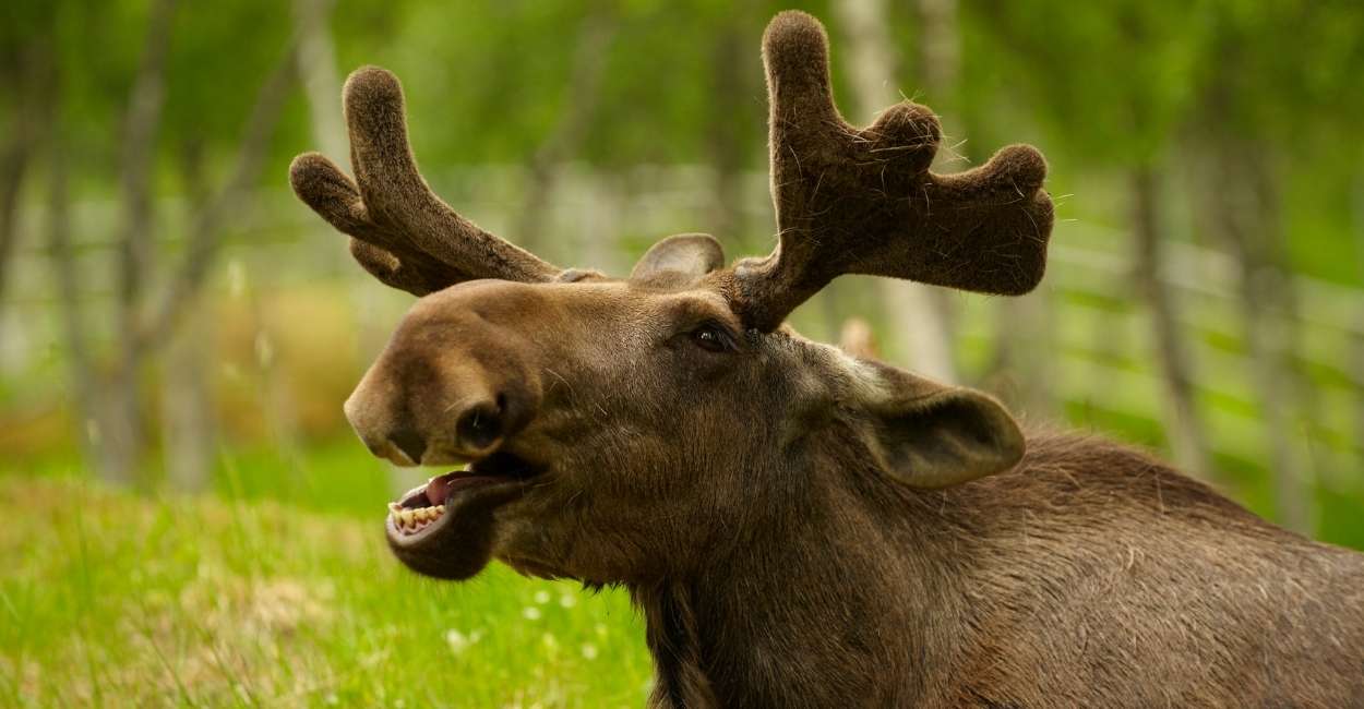Dream about a Moose - 48 Scenarios & Thier Interpretations