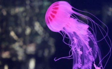 Dream of Jellyfish - Various Intriguing Scenarios & Interpretations