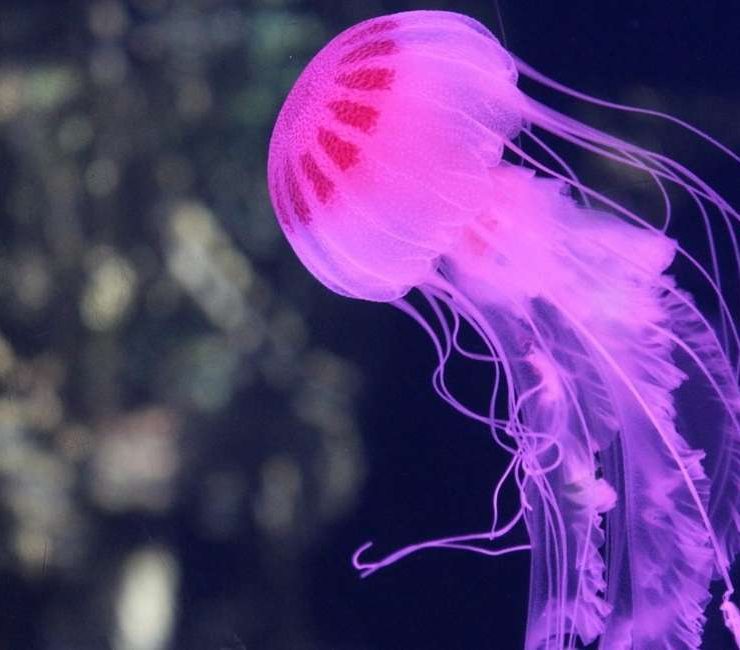 Dream of Jellyfish - 35 Scenarios and Its Interpretations