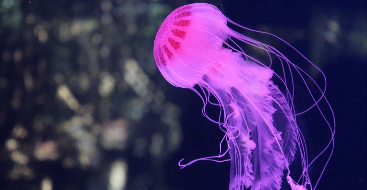 Dream of Jellyfish - Various Intriguing Scenarios & Interpretations