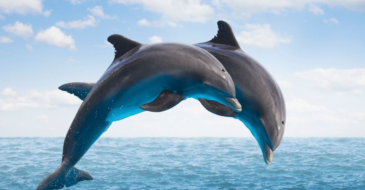 Dreaming of Dolphins - Dive Into Interesting Plots & Interpretations
