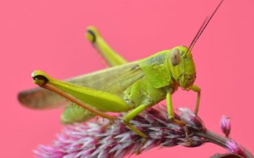 Dreaming of Grasshoppers - What Is The Insect Trying To Convey?