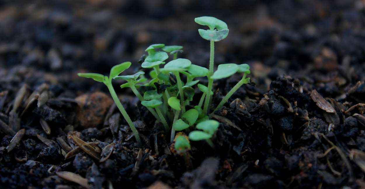 Dreaming of Plants - Does It Mean Growth Like Plants in Life?