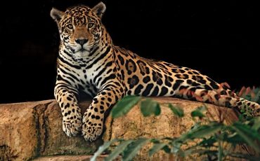 Jaguar in Dream - Exploring Various Scenarios & Interpretations