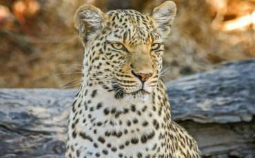 Leopard in Dream - Fascinated by the Big Cat?