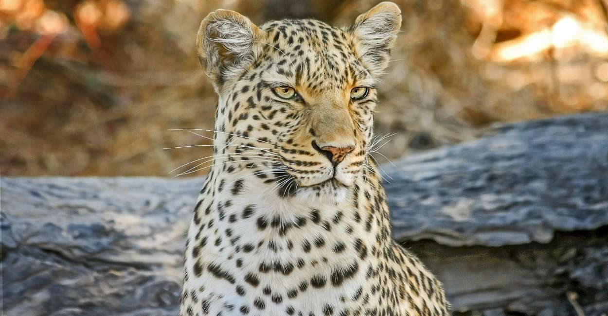 Leopard in Dream - Fascinated by the Big Cat?