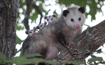 Dream of Possum - Is It A Sign To Act Cautiously & Focus on Life?