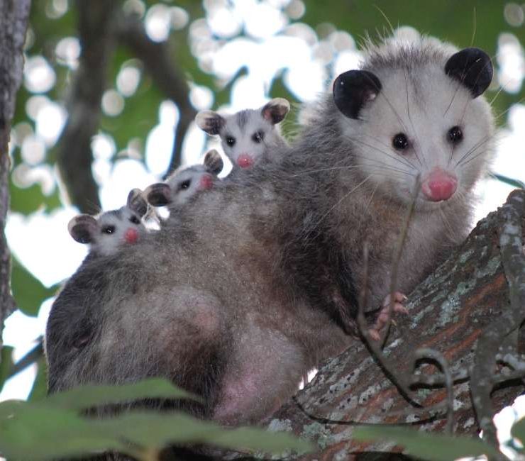 Dream of Possum - 62 Plots and their Interesting Interpretations