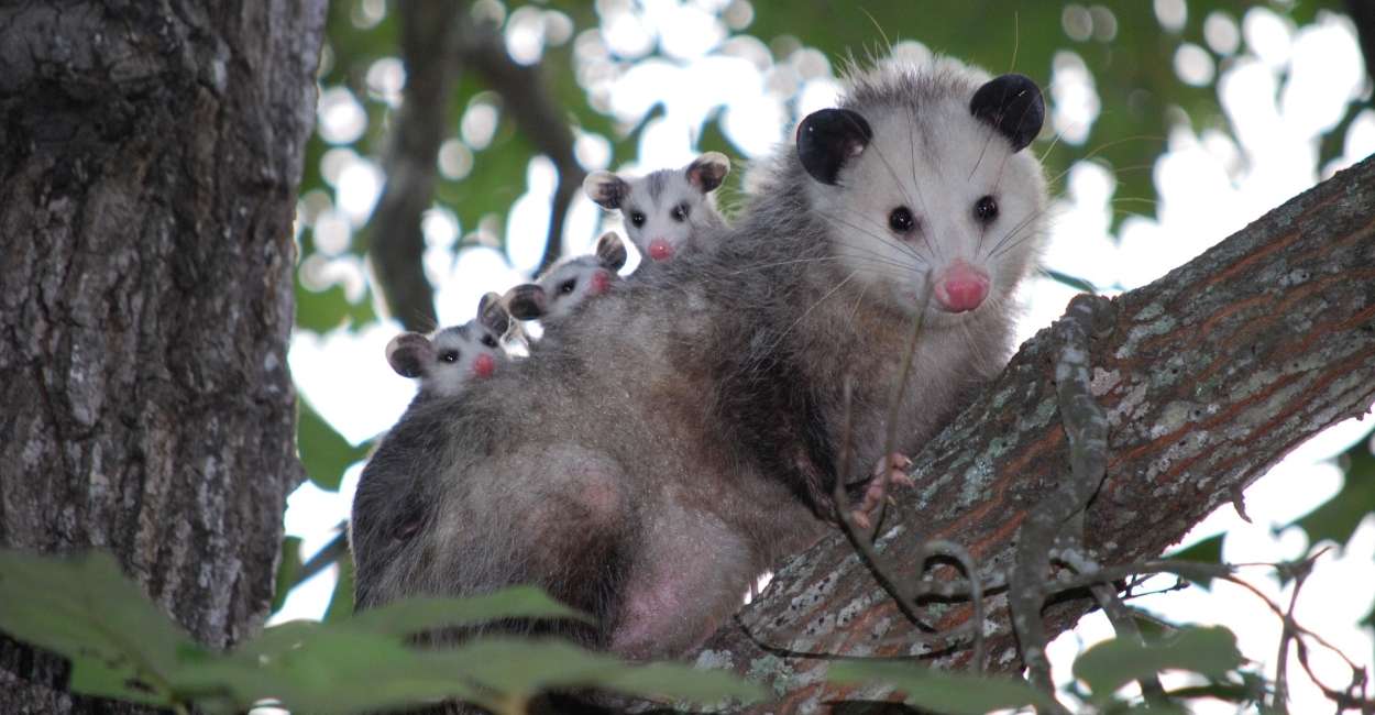 Dream of Possum - Is It A Sign To Act Cautiously & Focus on Life?