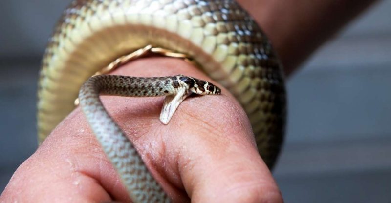 A Dream of Snake Bite doesn’t Mean Bad News or Danger | ThePleasantDream