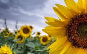 Dream Of Sunflowers: Expect Prosperity In All Walks Of Life