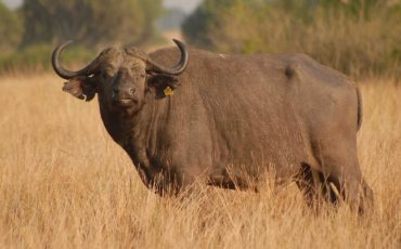 Buffalo Dream Meaning - Time To Unveil Scenarios & Meanings