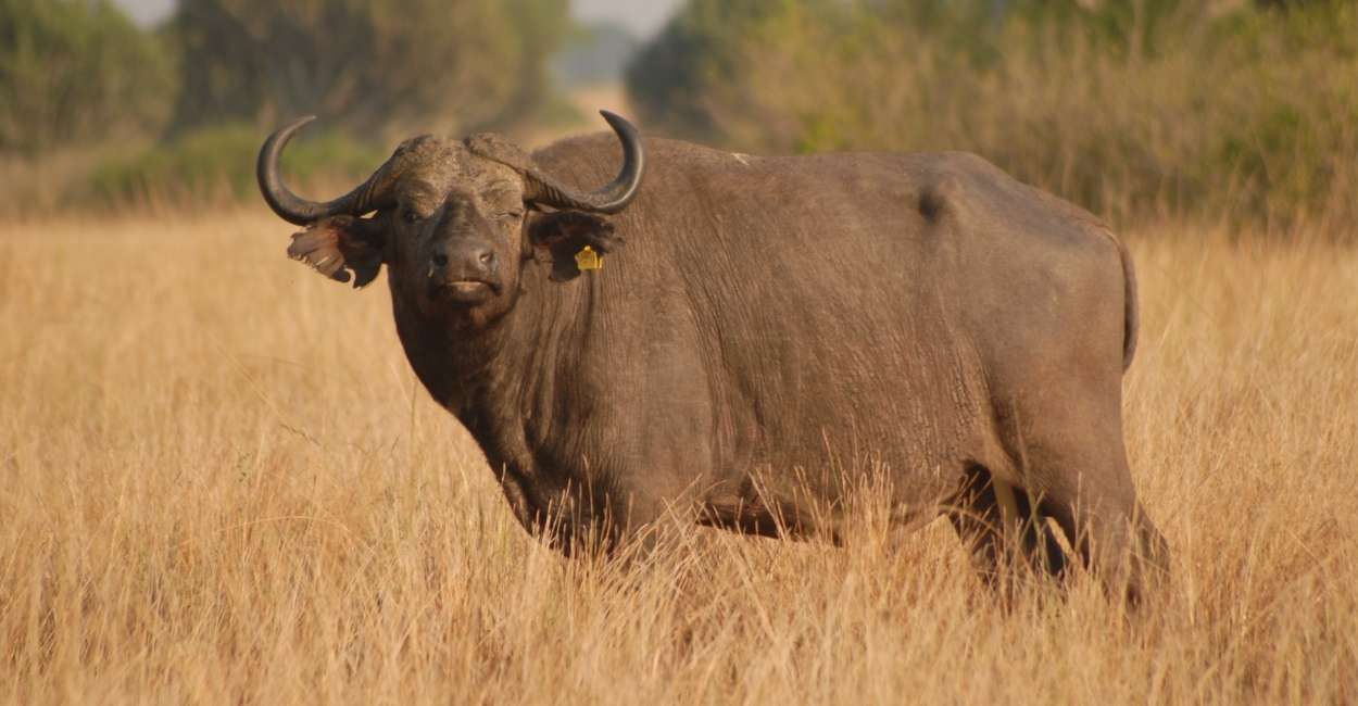 Buffalo Dream Meaning - Time To Unveil Scenarios & Meanings