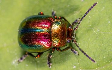 Dream about Beetles - An Array of Plots & Interesting Meanings