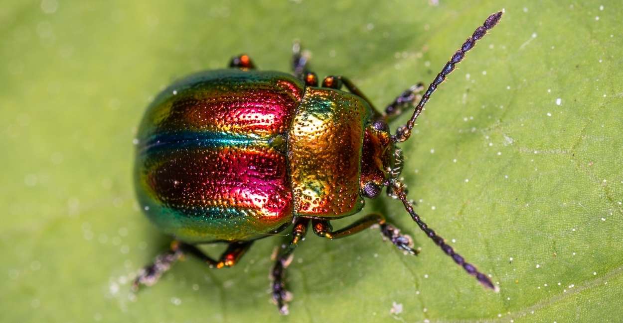 Dream about Beetles - An Array of Plots & Interesting Meanings
