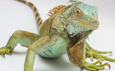 Dream about Iguana - Various Scenarios & Interesting Meanings