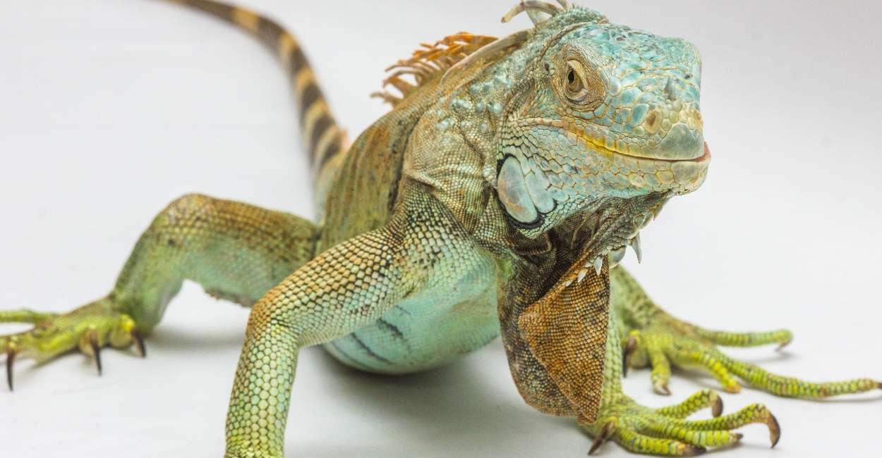 Dream about Iguana - Various Scenarios & Interesting Meanings