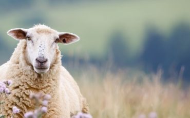 Dream about Sheep - Time To Enjoy Happiness in Family!