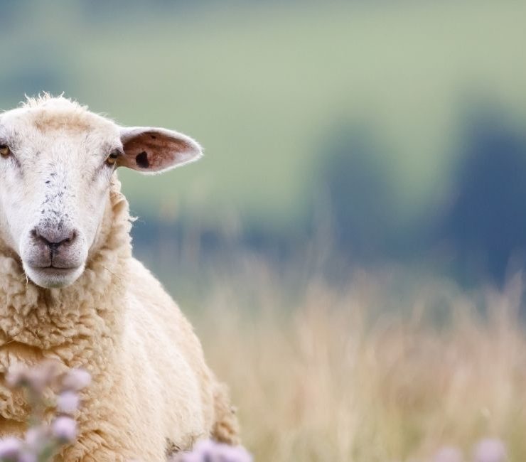 Dream about Sheep - 60 Different Scenarios along with Interpretations