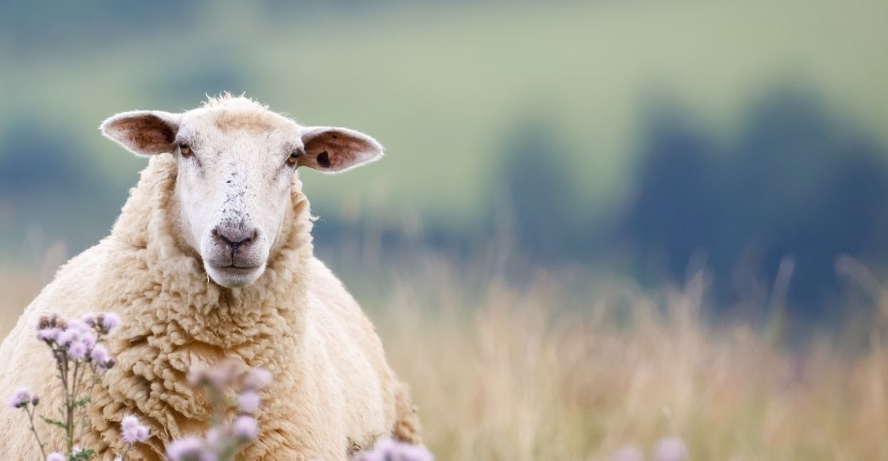 Dream interpretation sheep