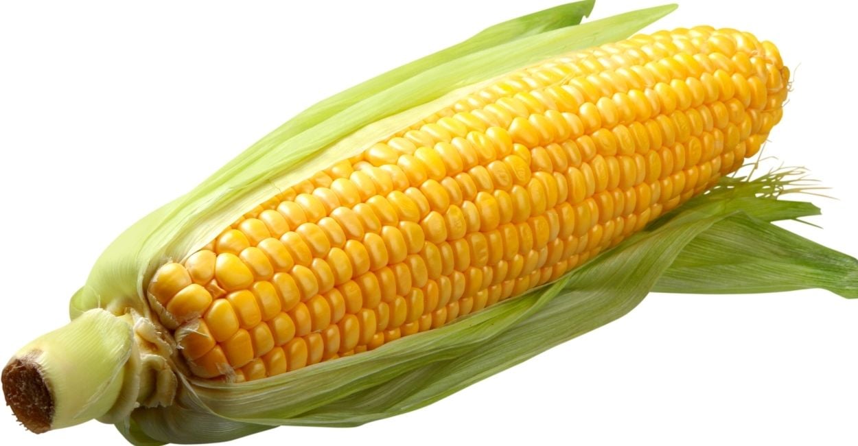 Dream of Corn - Interesting Plots Along With Their Interpretations