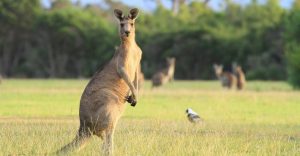 Dream about Kangaroo - Does It Refer to Safeguarding and Fostering?