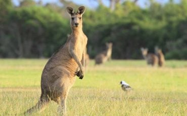 Dream about Kangaroo - Does It Refer to Safeguarding and Fostering?