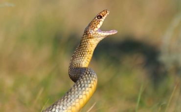 Dreaming of Snakes Attacking – Does It Mean Suffer from Inner Conflicts?