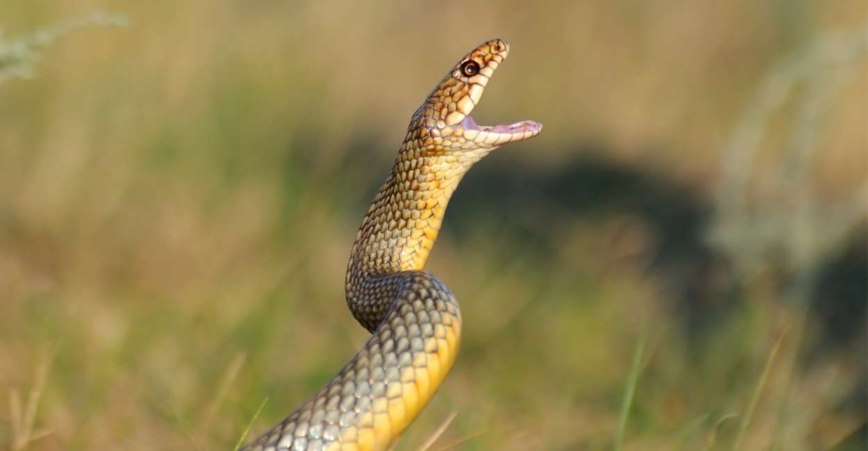 Dreaming of Snakes Attacking – Does It Mean Suffer from Inner Conflicts?