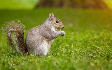 Dreaming about Squirrels - Are You Suffering from Monetary Issues?