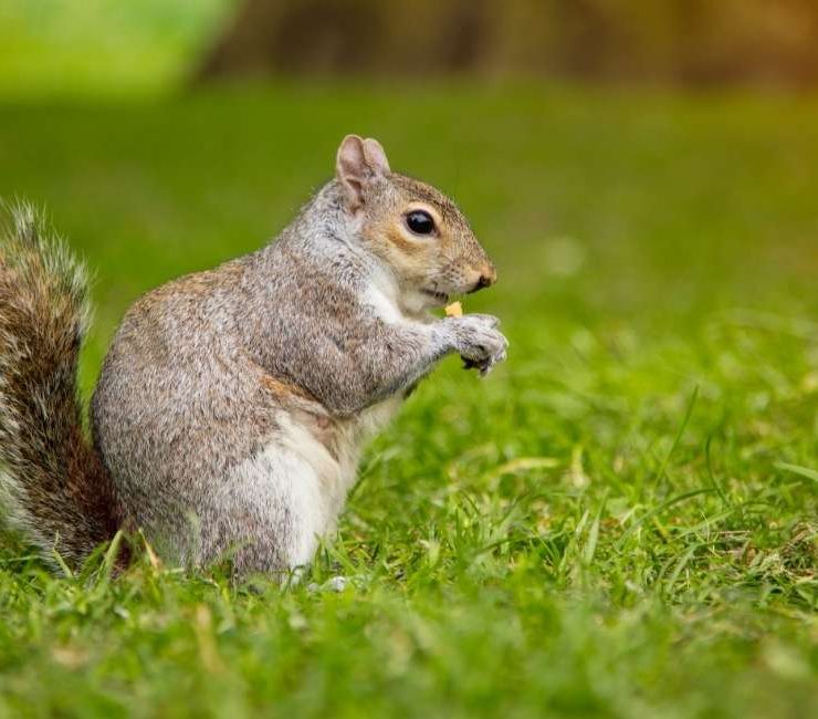 Dreaming about Squirrels – 70 Types & Their Interpretations