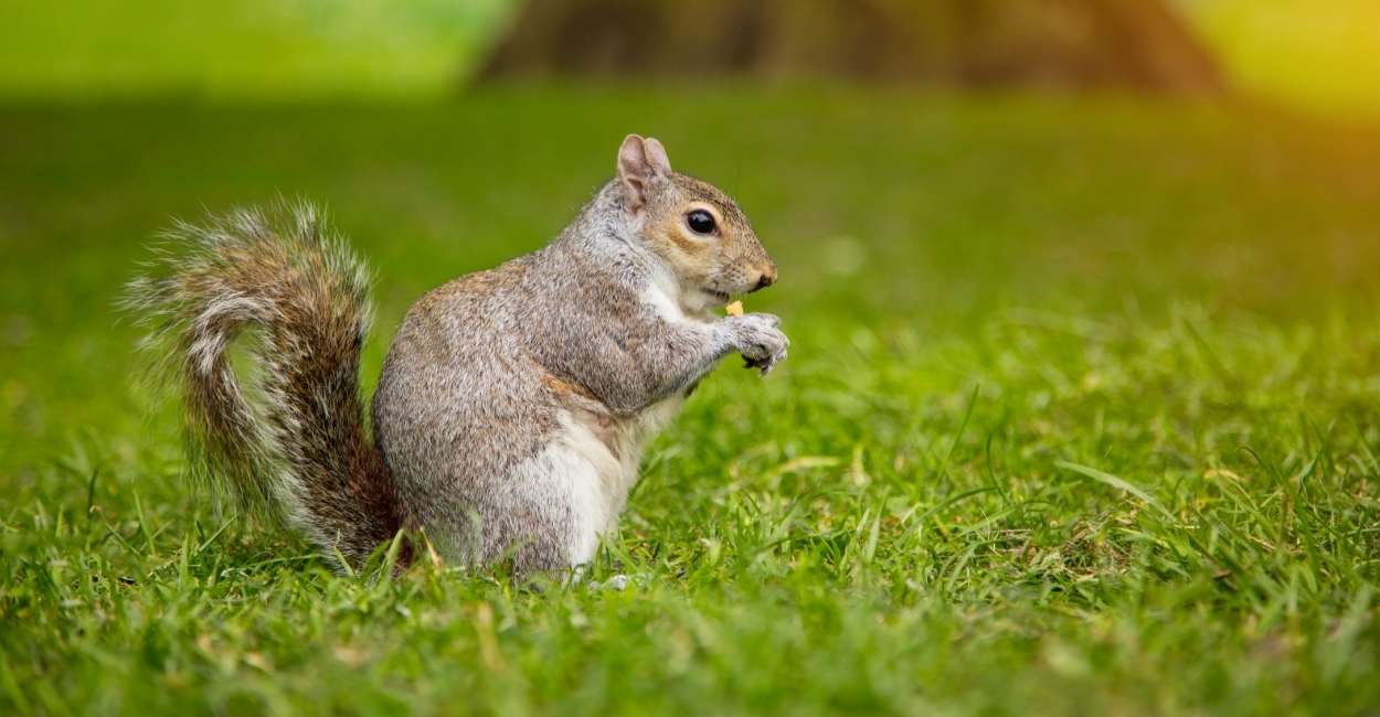 Dreaming about Squirrels - Are You Suffering from Monetary Issues?