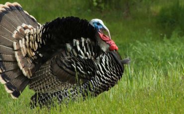 Dreaming about Turkeys - Does It Mean To Stay Grateful for What You Have?