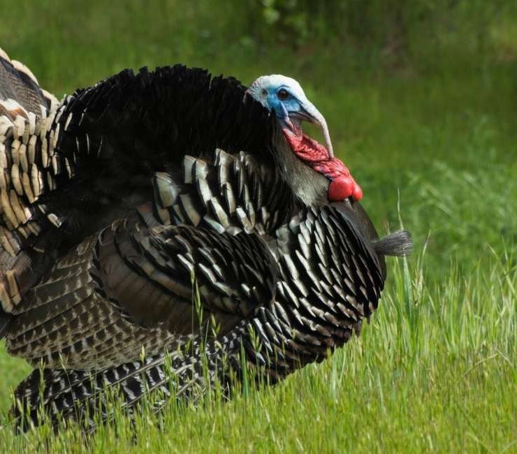 Dreaming about Turkeys – 50 Types & Their Interpretations