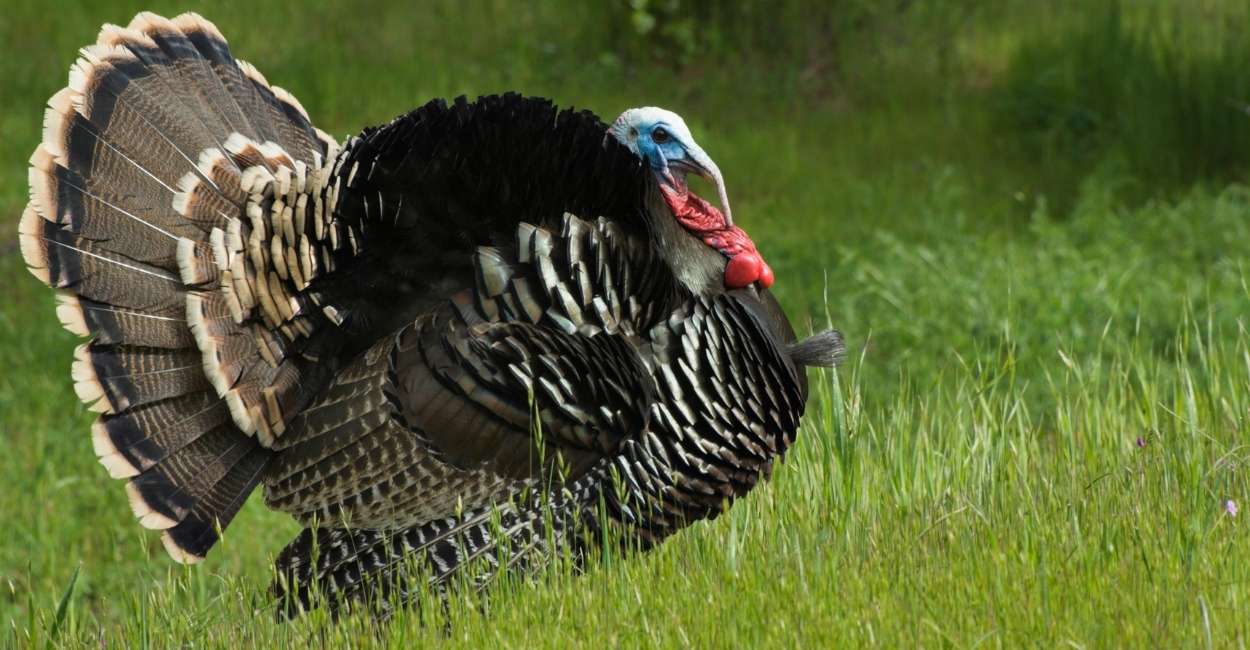 Dreaming about Turkeys – 50 Types & Their Interpretations