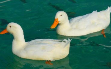 Ducks In Dreams - Does It Mean Good Fortune is Around the Corner?