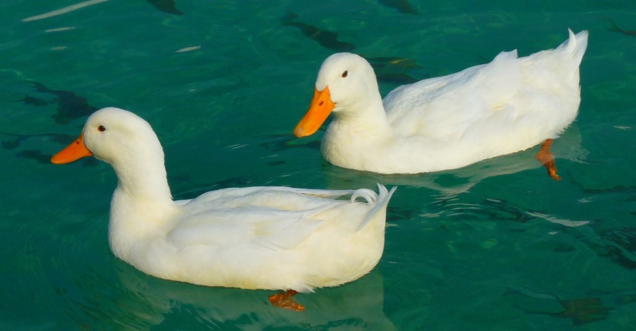 Ducks In Dreams - Does It Mean Good Fortune is Around the Corner?