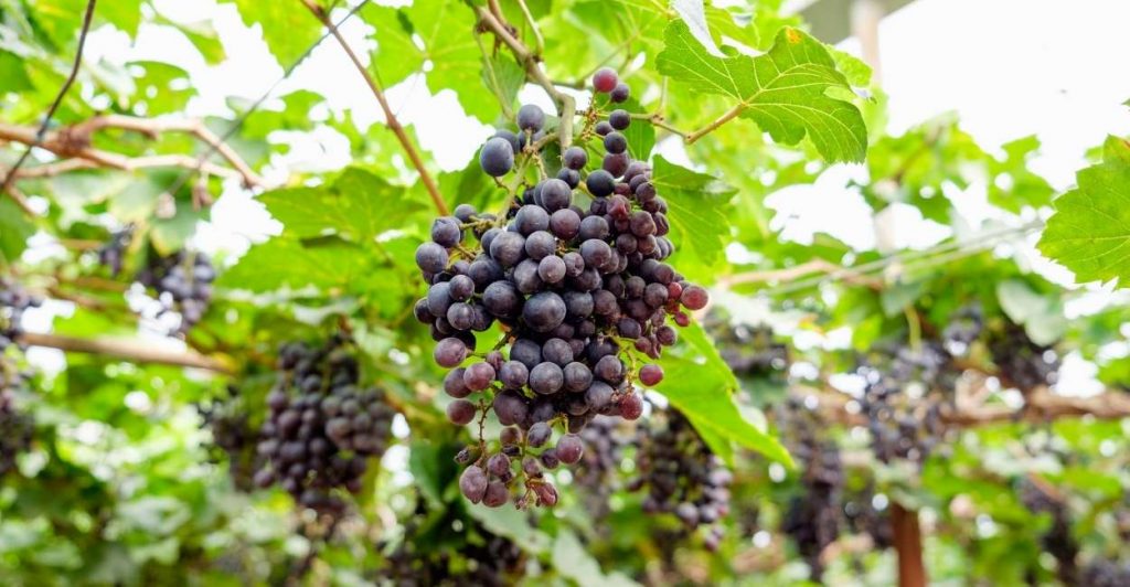 Grape Dream Meaning Does It Imply That You Could Encounter Dire