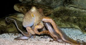 Octopus Dream Meaning - 66 Scenarios & Their Interpretations