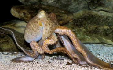 Octopus Dream Meaning - Experiencing a Challenging or Problematic Situation?