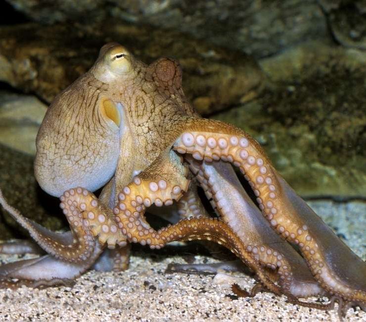 Octopus Dream Meaning - 66 Scenarios & Their Interpretations