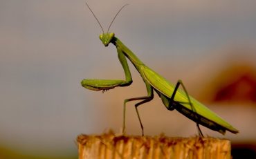 Praying Mantis in Dream – Beware of The Upcoming Danger