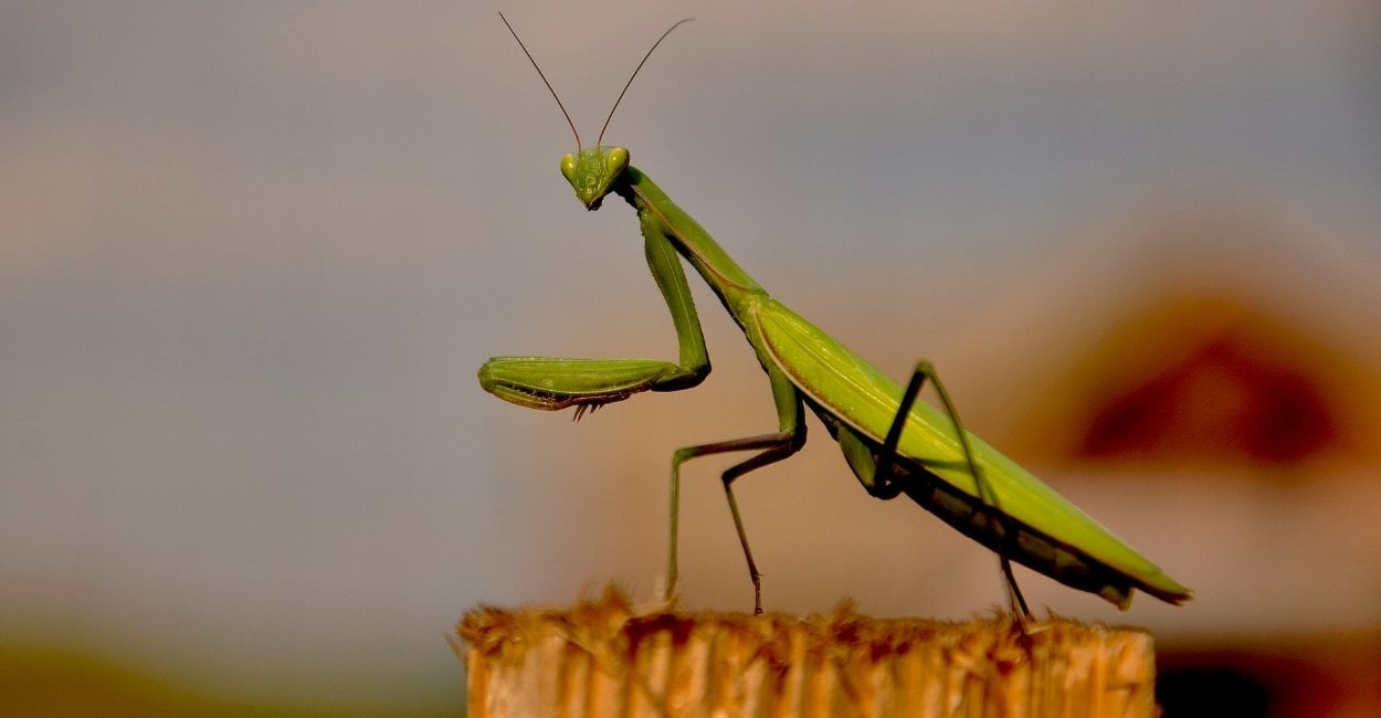 Praying Mantis in Dream - What The Scenarios Infer About Life?