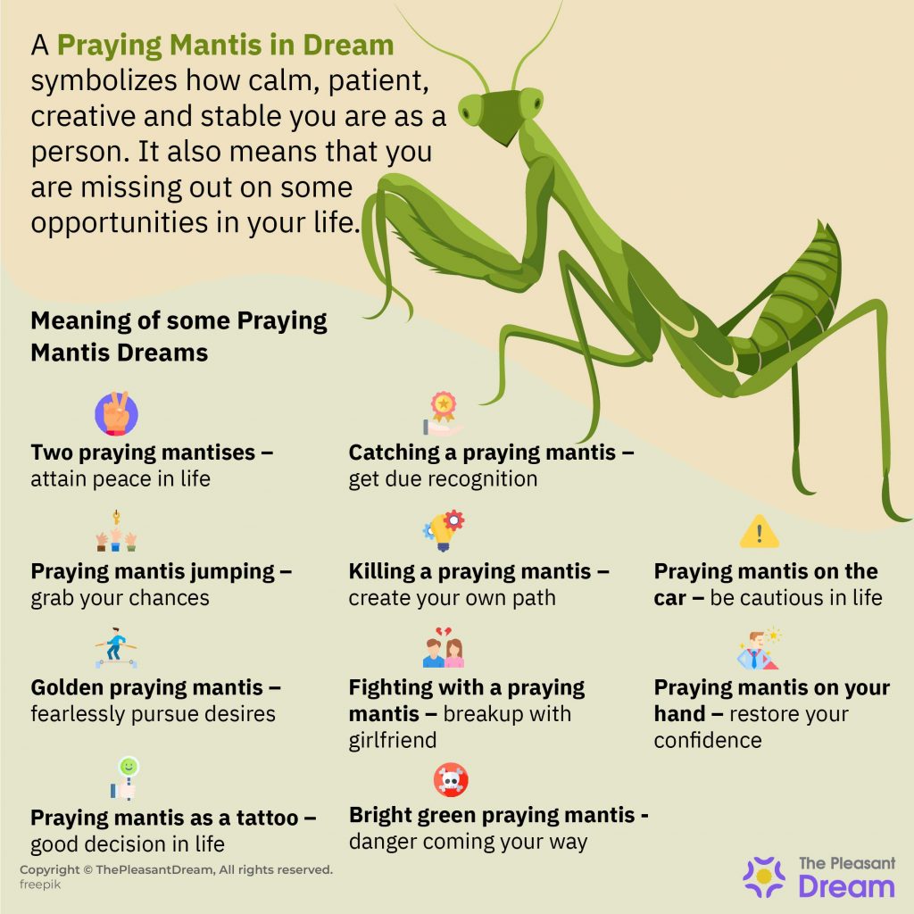 Praying Mantis in Dream - 48 Scenarios with Detailed Interpretations