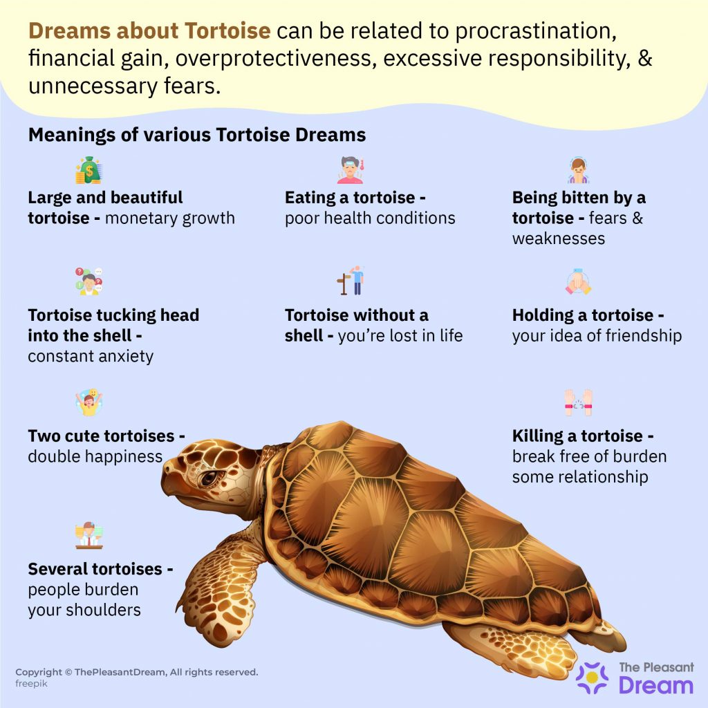 Dream Meaning of Tortoise – Various Types & Their Interpretations