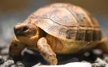 Dream Meaning of Tortoise – Good Luck is Knocking at Your Door!