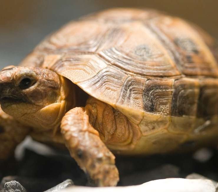 Dream Meaning of Tortoise – 35 Types & Their Interpretations