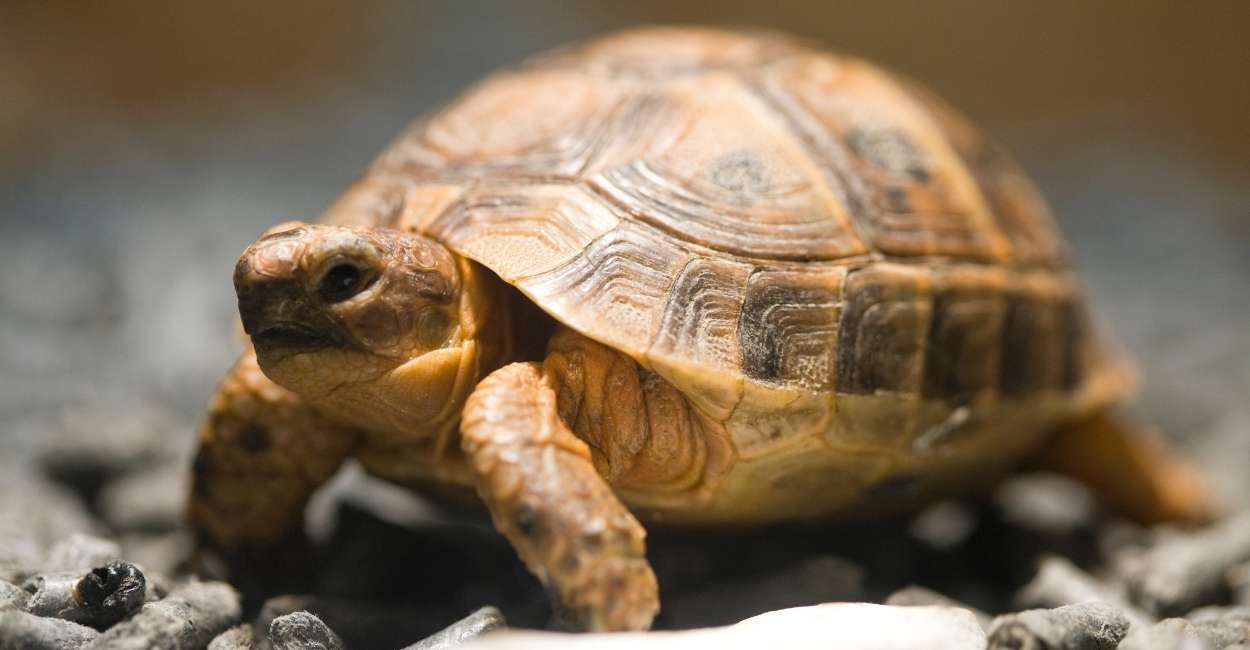 Dream Meaning of Tortoise – Good Luck is Knocking at Your Door!