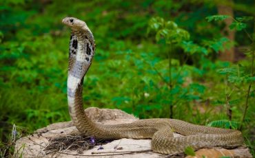 Dream about a Cobra Suggests Your Fine-drawn Fears And Insecurities In Reality